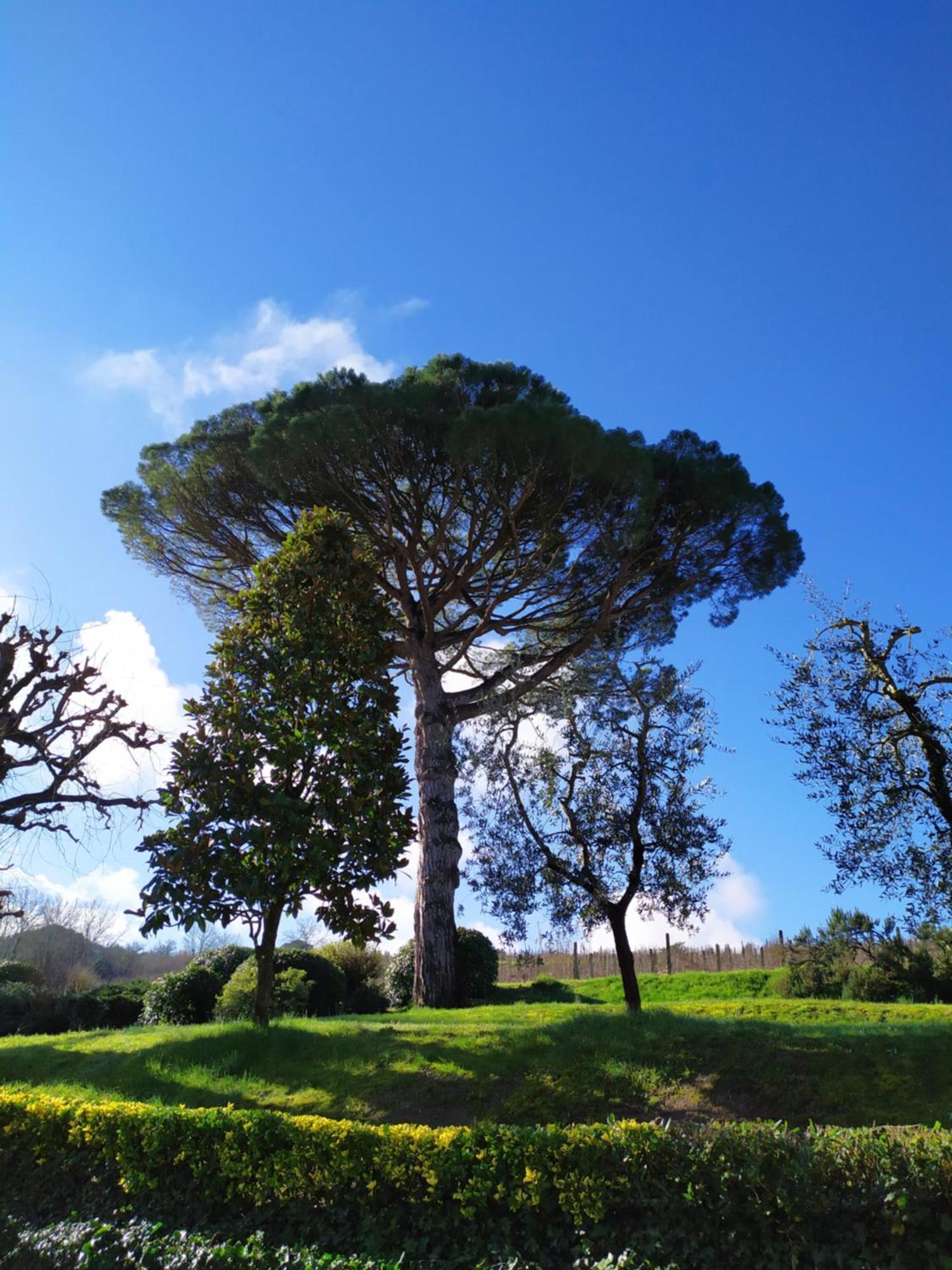 Agriturismo Buon Riposo - Country Resort In The Heart Of Tuscany San Giovanni a Corazzano Екстер'єр фото