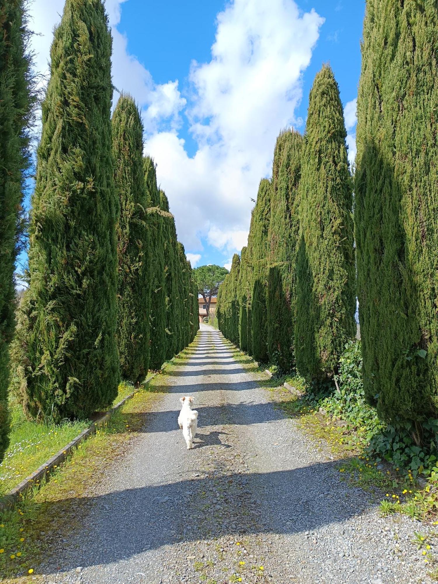 Agriturismo Buon Riposo - Country Resort In The Heart Of Tuscany San Giovanni a Corazzano Екстер'єр фото