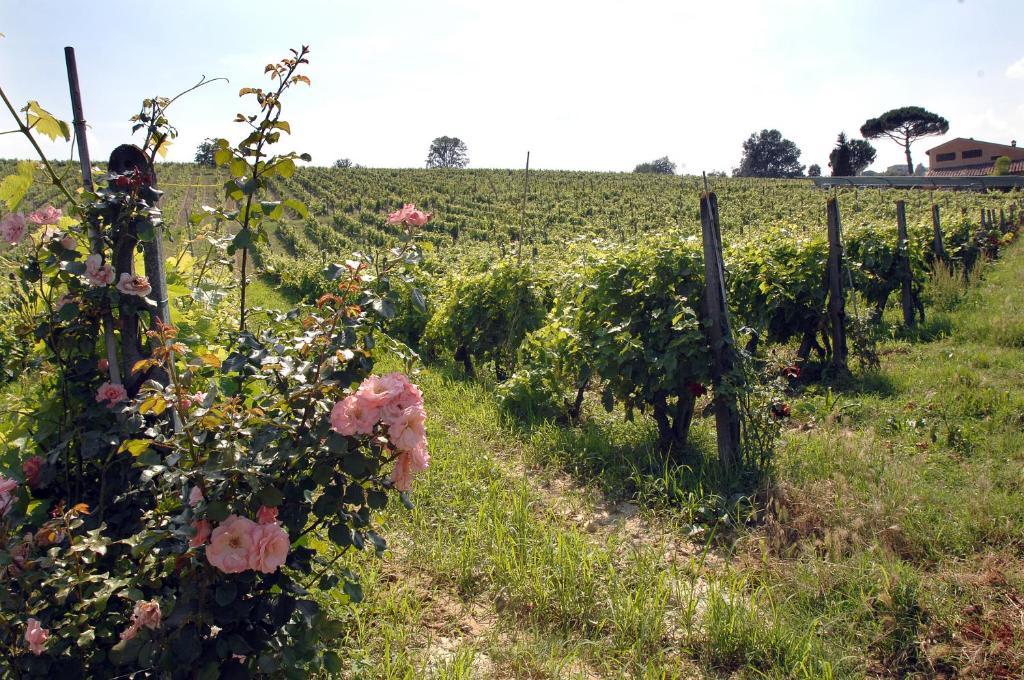 Agriturismo Buon Riposo - Country Resort In The Heart Of Tuscany San Giovanni a Corazzano Екстер'єр фото